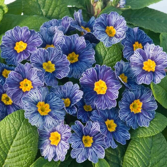 Blue Zebra Primula Seeds