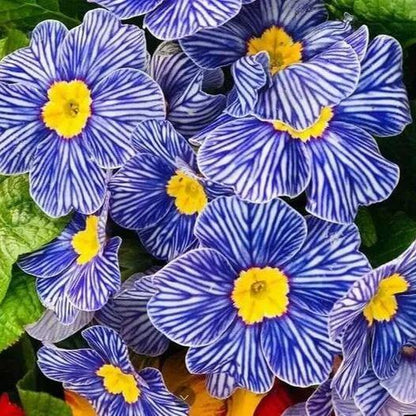 Blue Zebra Primula Seeds