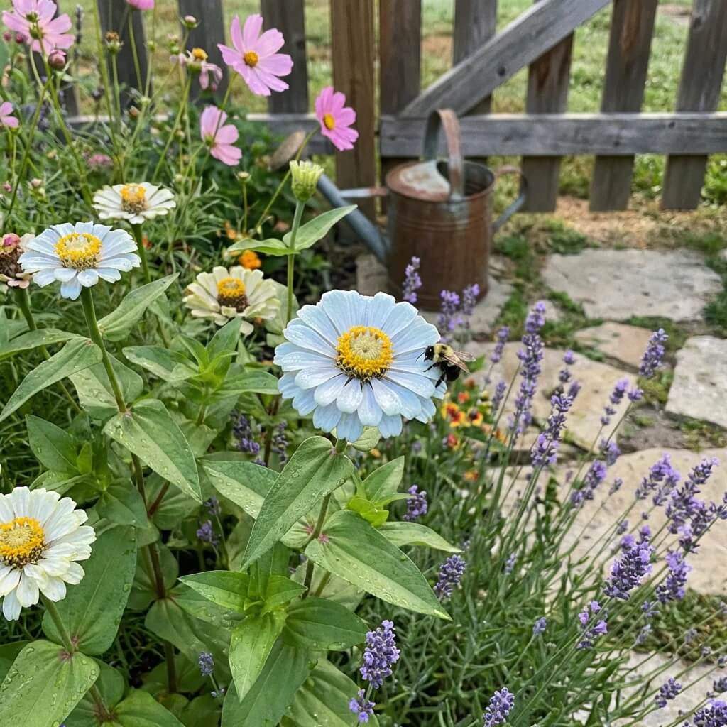 Blue Zinnia Seeds