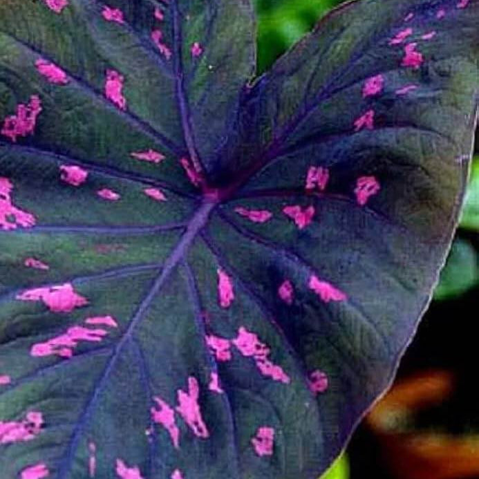 Blue and Purple Caladium Seeds