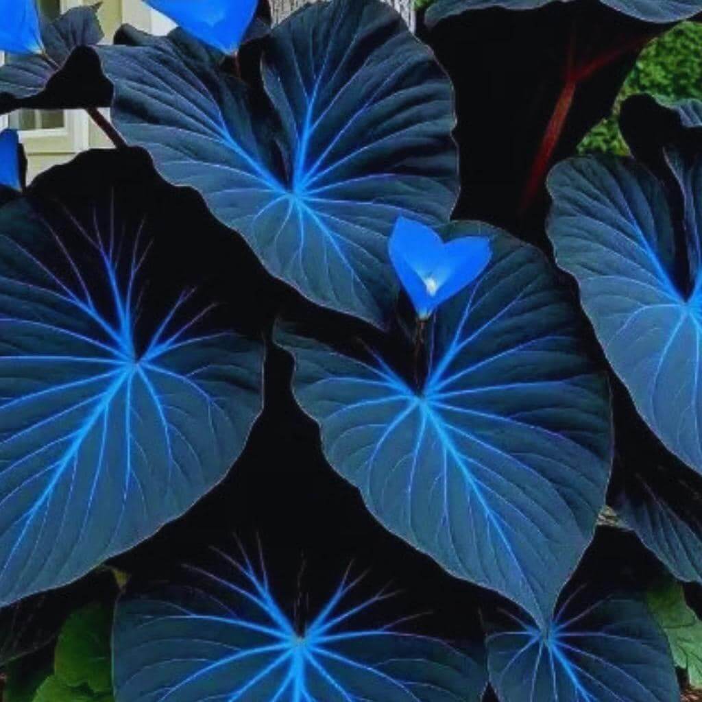 Blue and Purple Caladium Seeds