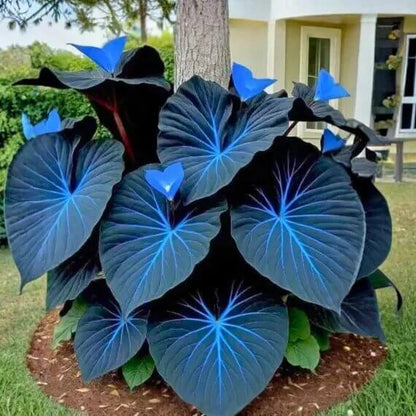 Blue and Purple Caladium Seeds