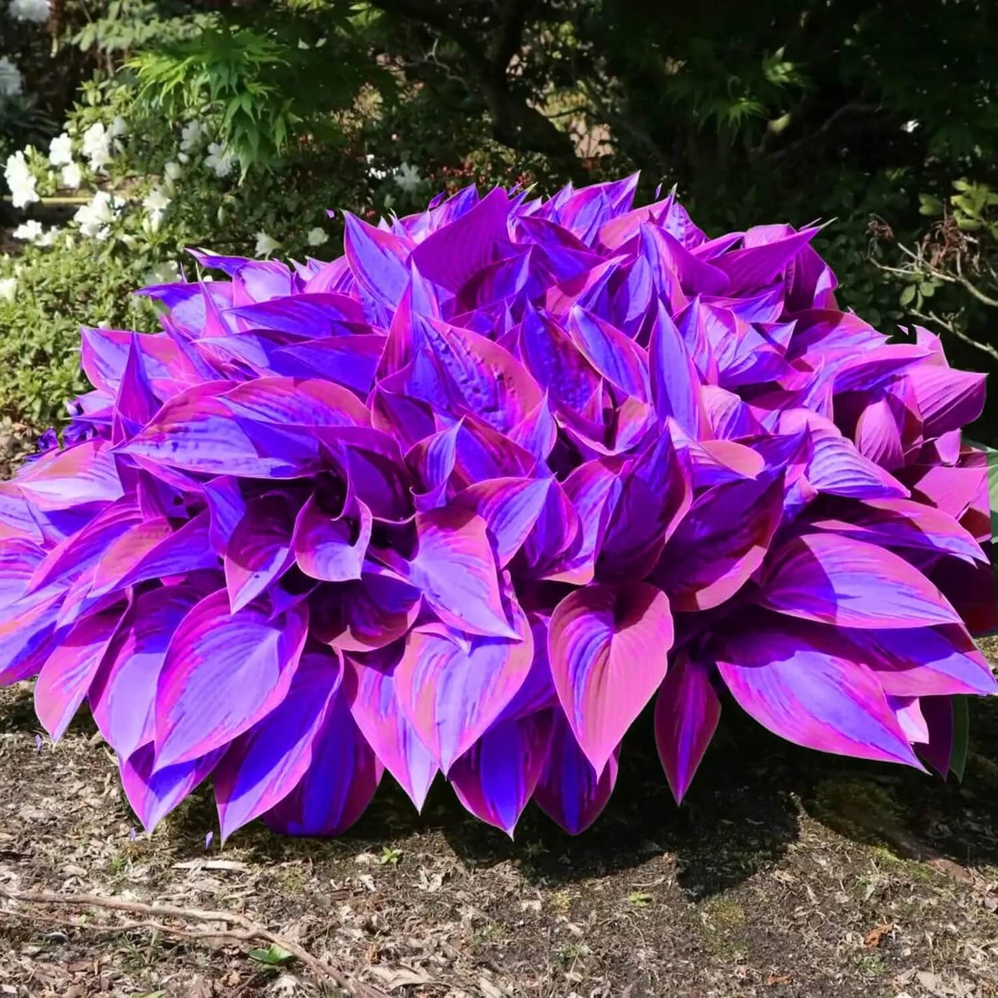 Blue and Purple Hosta Seeds 