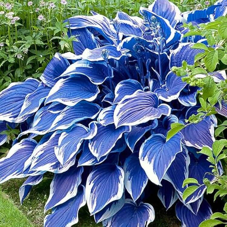   Blue and White Hosta Seeds 