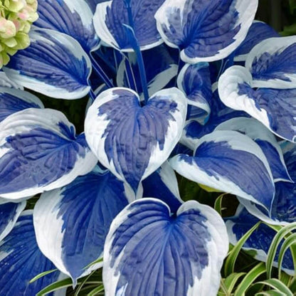   Blue and White Hosta Seeds 