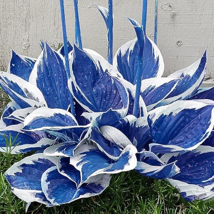   Blue and White Hosta Seeds 