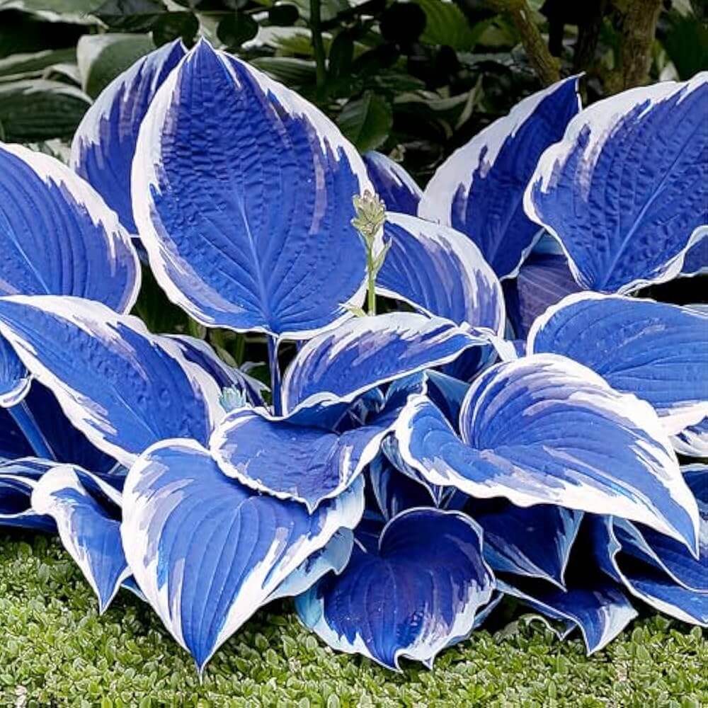   Blue and White Hosta Seeds 