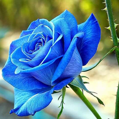 Blue rose seeds - Flower Plant
