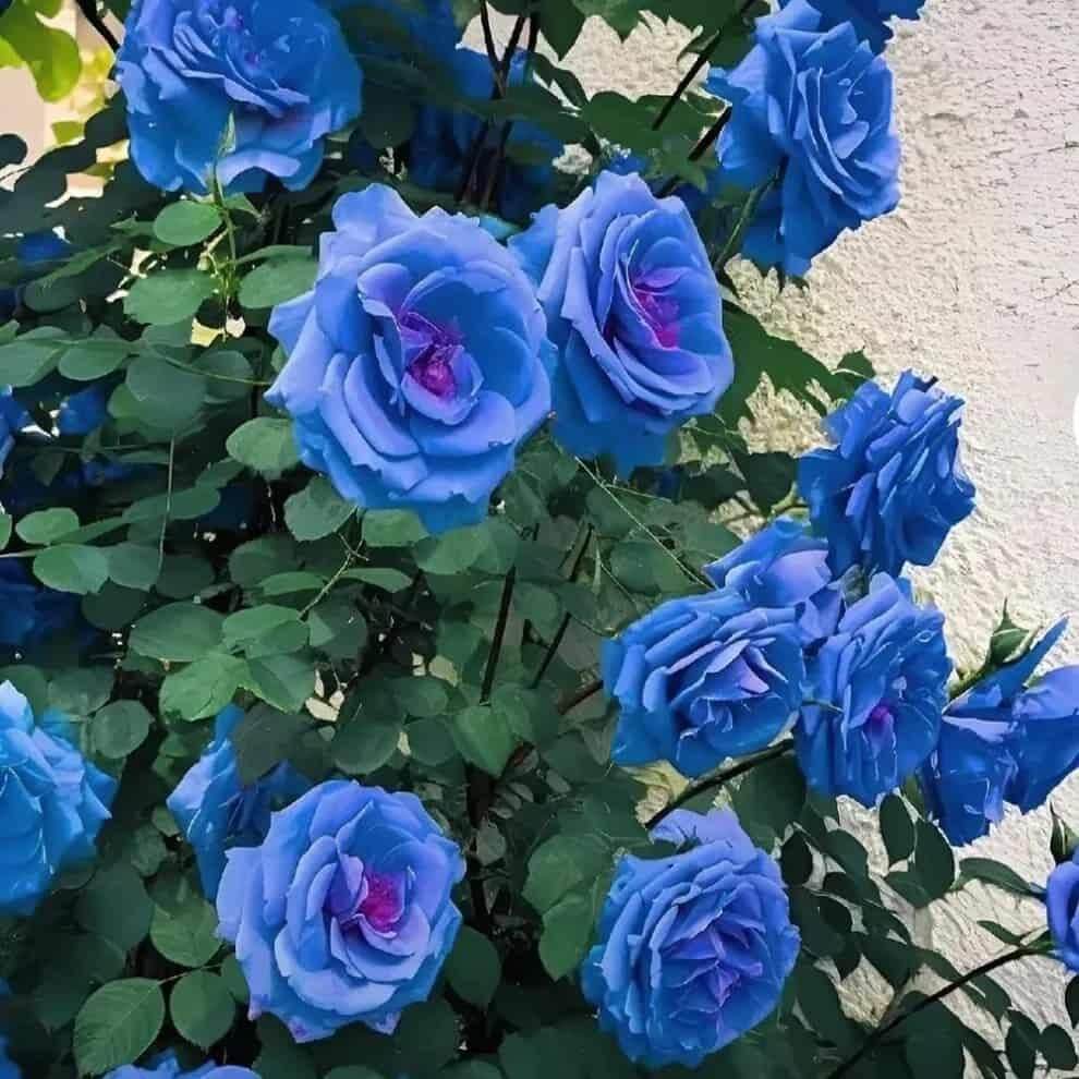 Blue rose seeds - Flower Plant