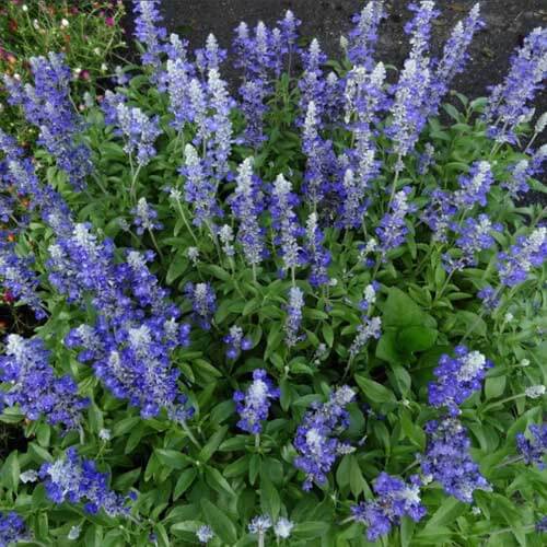 Blue sage seeds - Vegetable Plant