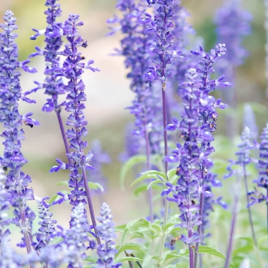 Blue sage seeds - Vegetable Plant