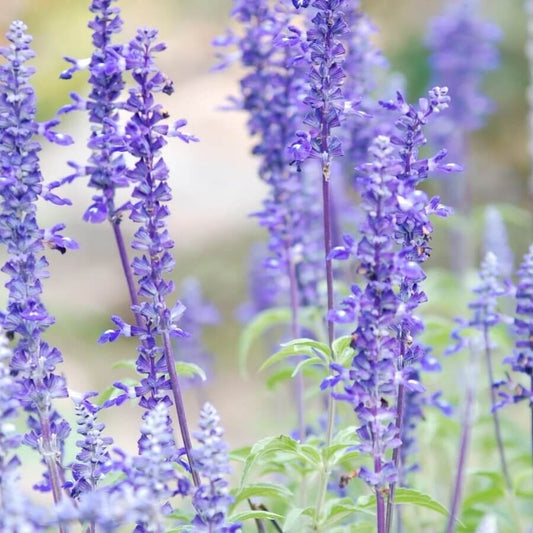 Blue sage seeds - Vegetable Plant