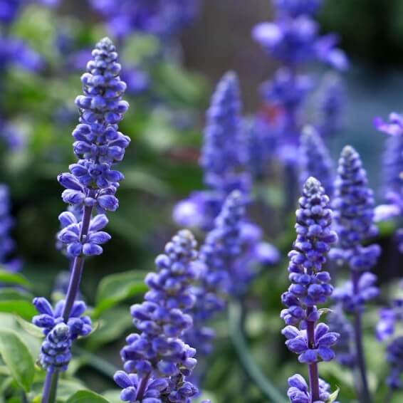 Blue sage seeds - Vegetable Plant