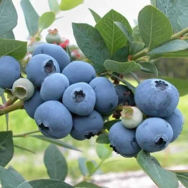 Blueberries seeds - Fruit Plant