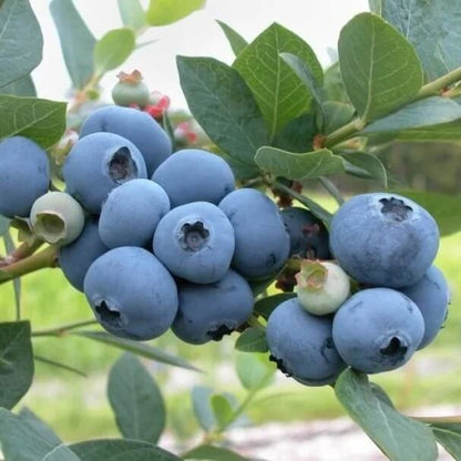 Blueberries seeds - Fruit Plant