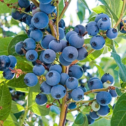Blueberries seeds - Fruit Plant