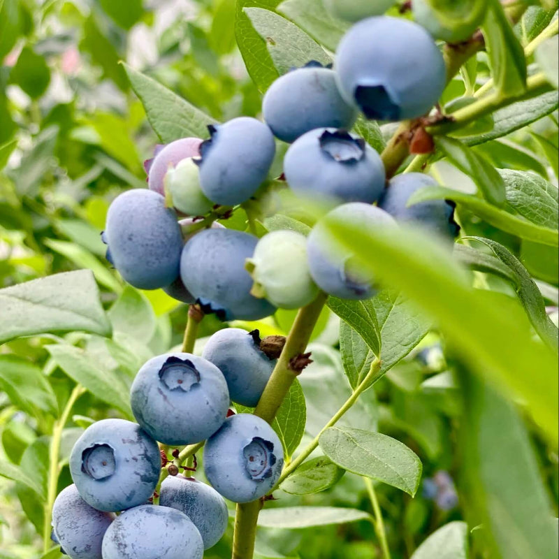 Blueberry Seeds
