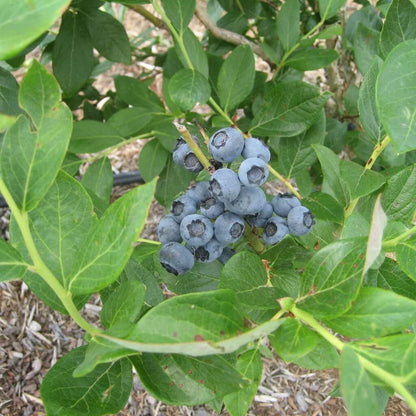 Blueberry Seeds