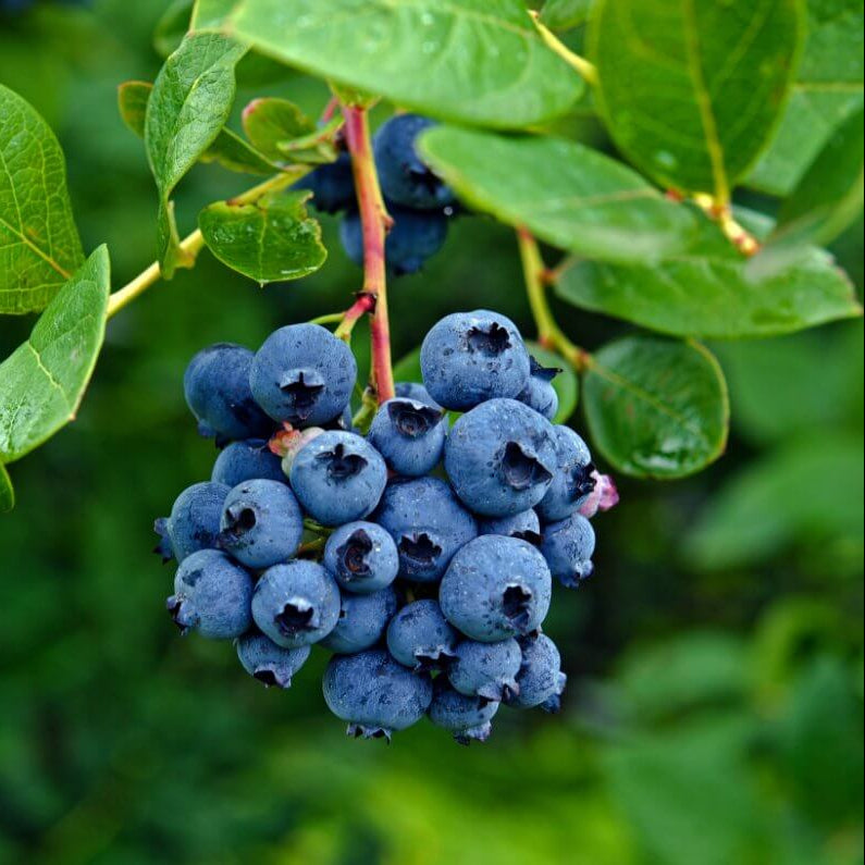 Blueberry Seeds