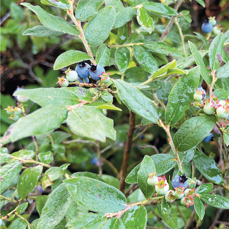 Blueberry Seeds