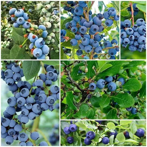 Blueberry Seeds - All In One For Home Gardens