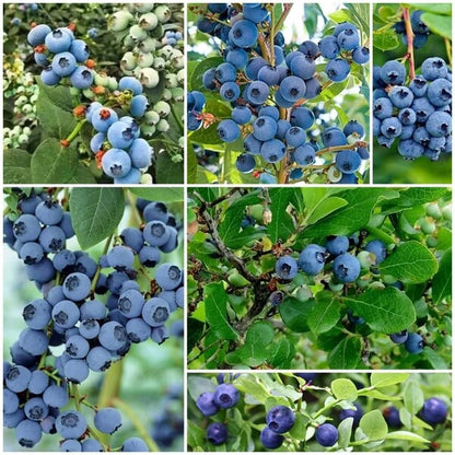 Blueberry Seeds - All In One For Home Gardens