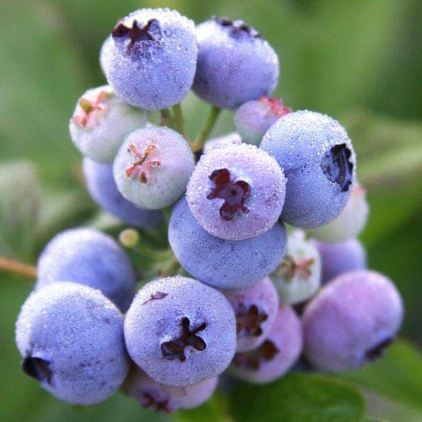 Blueberry Seeds - All In One For Home Gardens