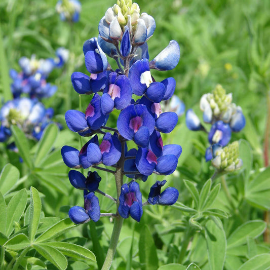 Bluebonnet Seeds