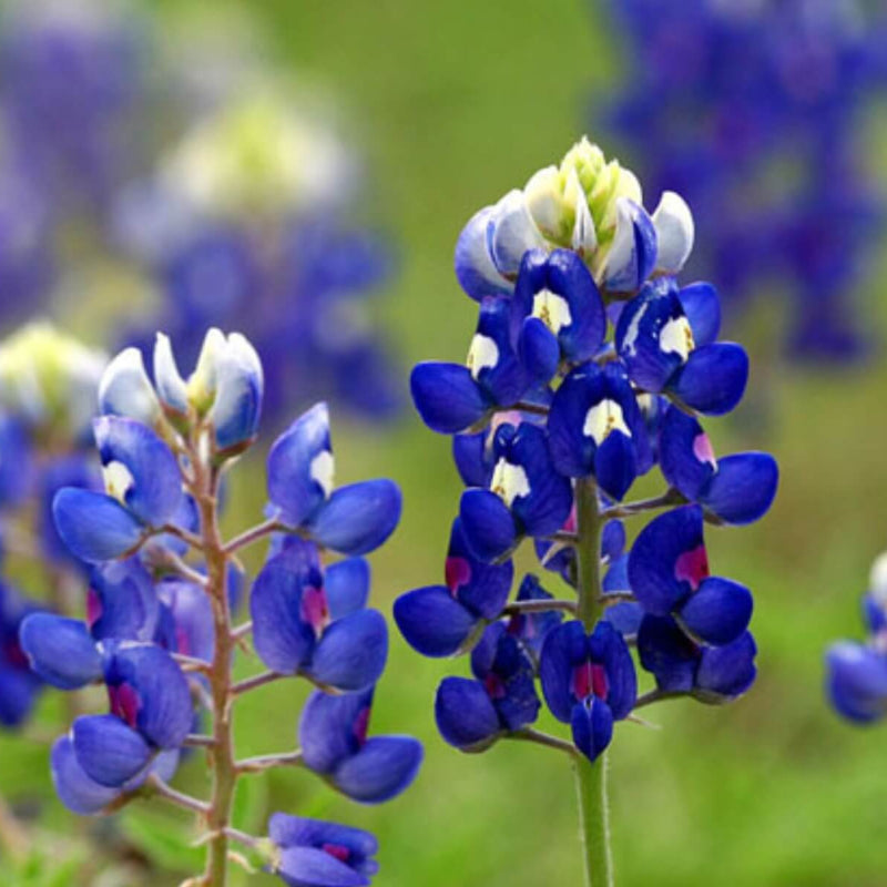 Bluebonnet Seeds