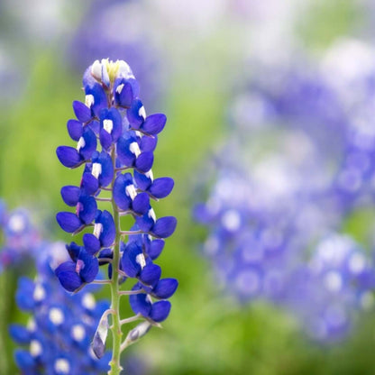 Bluebonnet Seeds - Flower Plant for Home Gardens