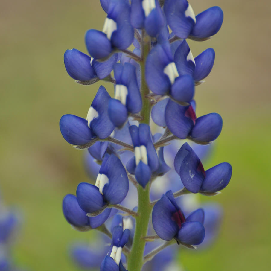 Bluebonnet Seeds