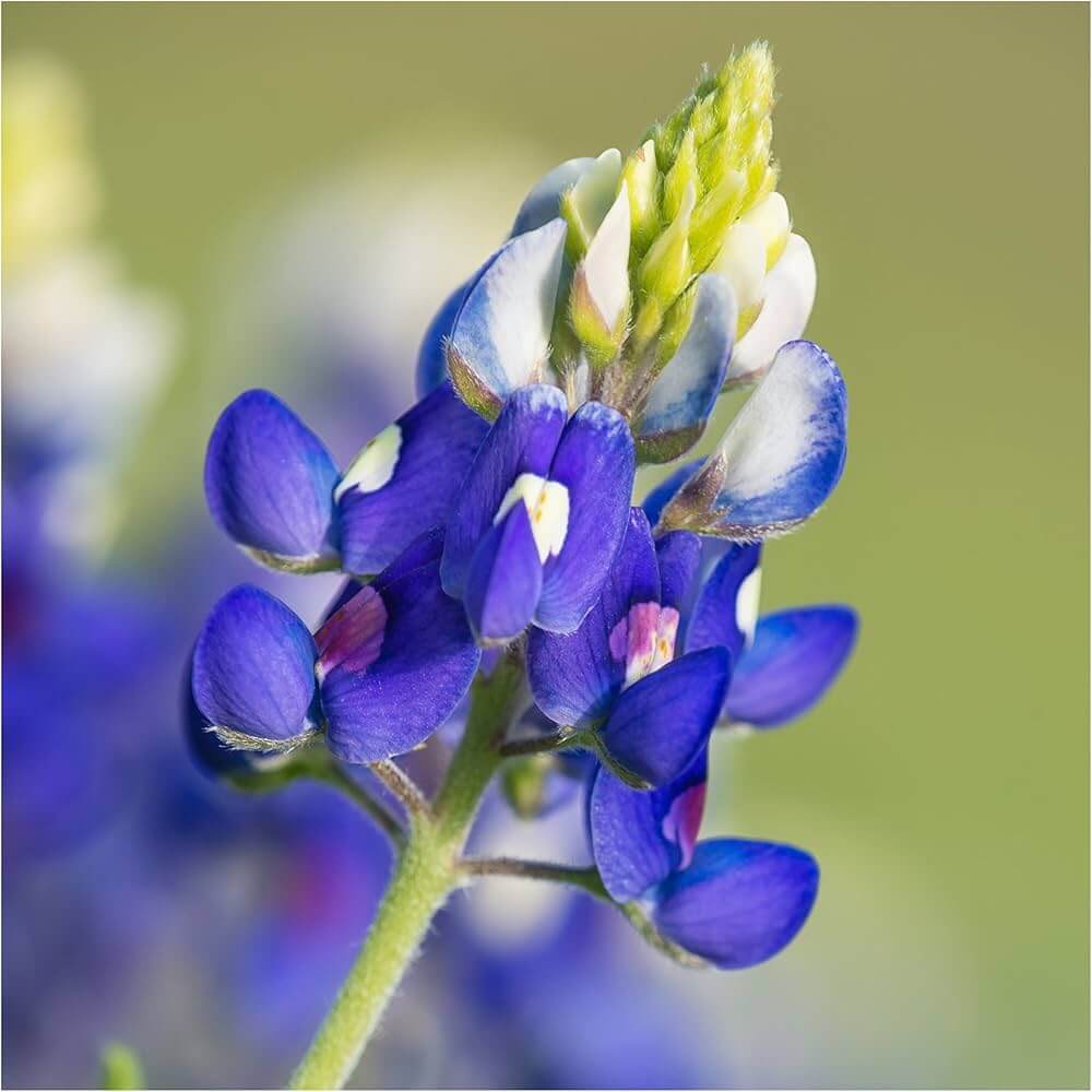 Bluebonnet Seeds - Flower Plant for Home Gardens