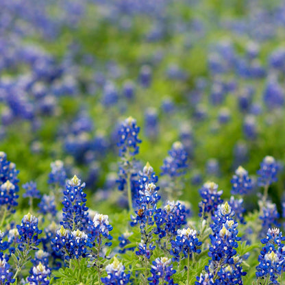 Bluebonnet Seeds