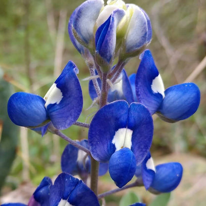 Bluebonnet Seeds