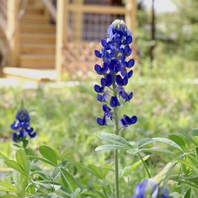 Bluebonnet Seeds - Flower Plant for Home Gardens