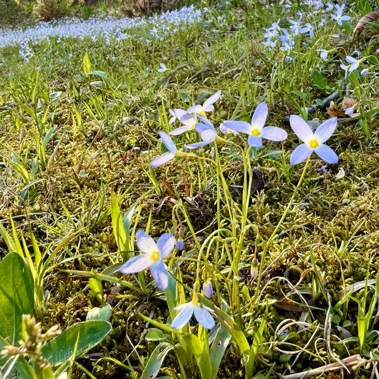 Bluet Seeds  - Heirloom Flower Plant for Home Gardens