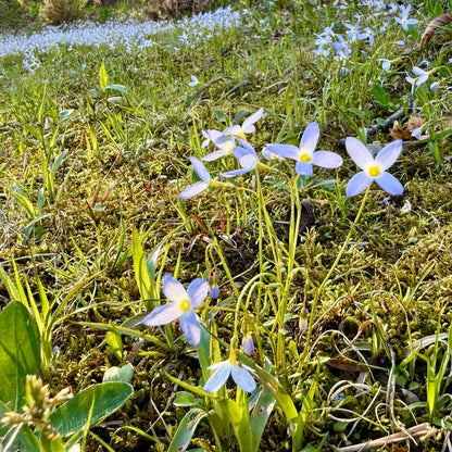 Bluet Seeds  - Heirloom Flower Plant for Home Gardens
