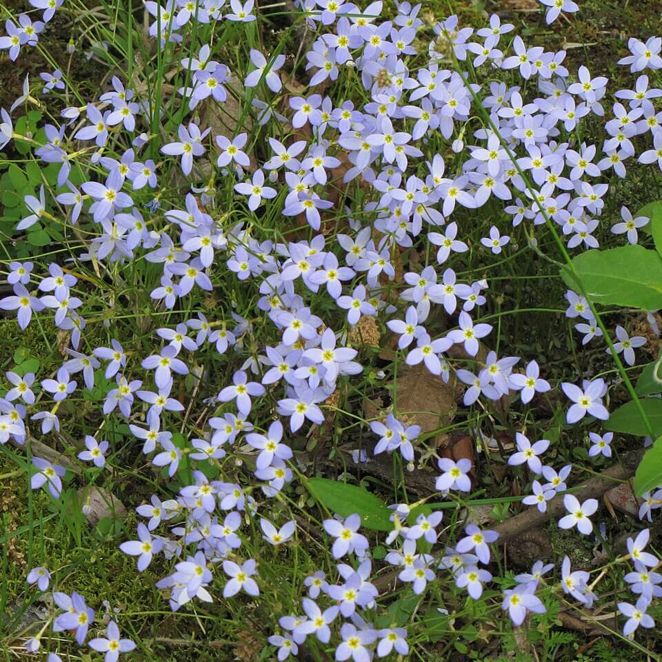 Bluet Seeds  - Heirloom Flower Plant for Home Gardens