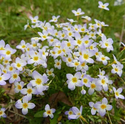 Bluet Seeds  - Heirloom Flower Plant for Home Gardens
