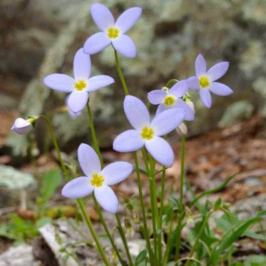 Bluet Seeds  - Heirloom Flower Plant for Home Gardens