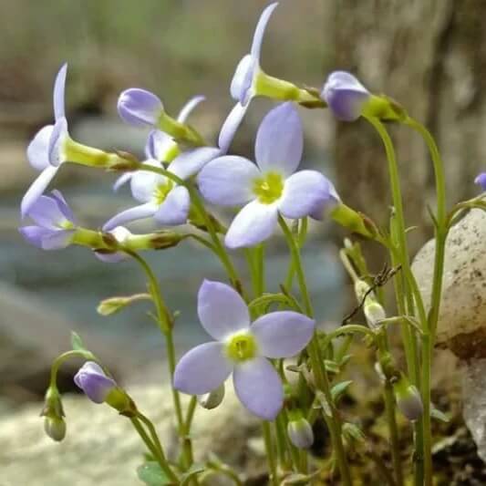 Bluets Flower Seeds