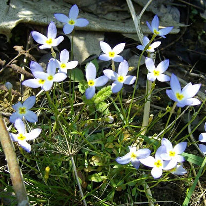 Bluets Wildflower Seeds for Planting