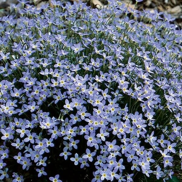 Bluets Wildflower seeds