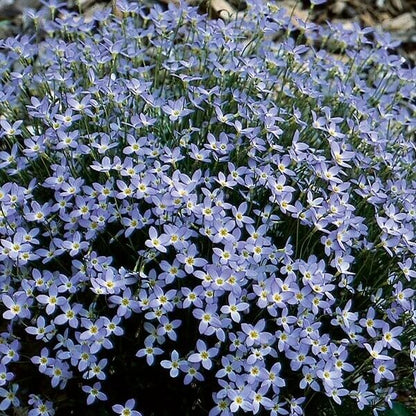 Bluets Wildflower seeds