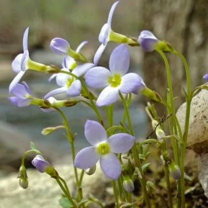 Bluets Wildflower seeds