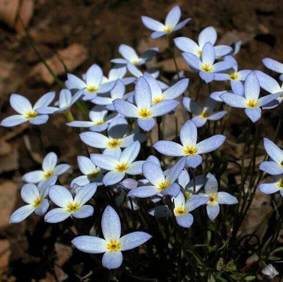 Bluets Wildflower seeds