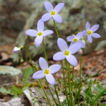 Bluets Wildflower seeds