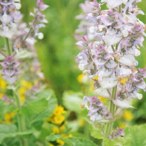 Bluish White Clary Sage Seeds 
