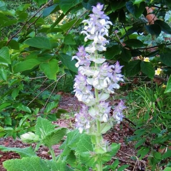 Bluish White Clary Sage Seeds 