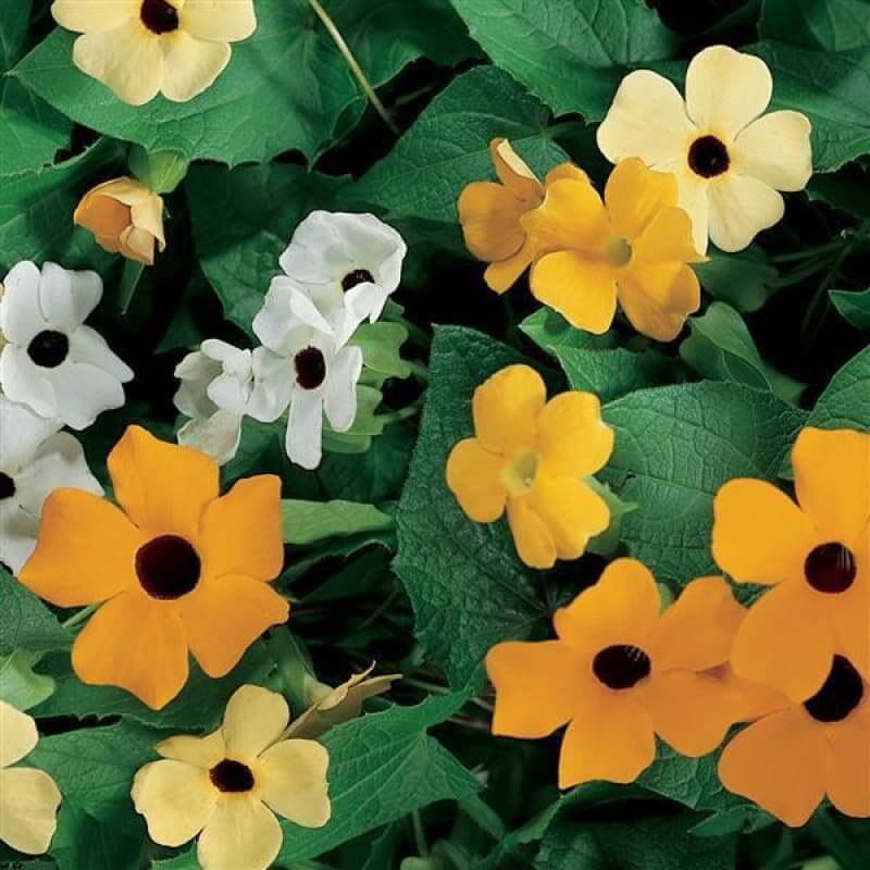 Blushing Susie Mix Thunbergia Seeds - Heirloom Flower Plant for Home Gardens